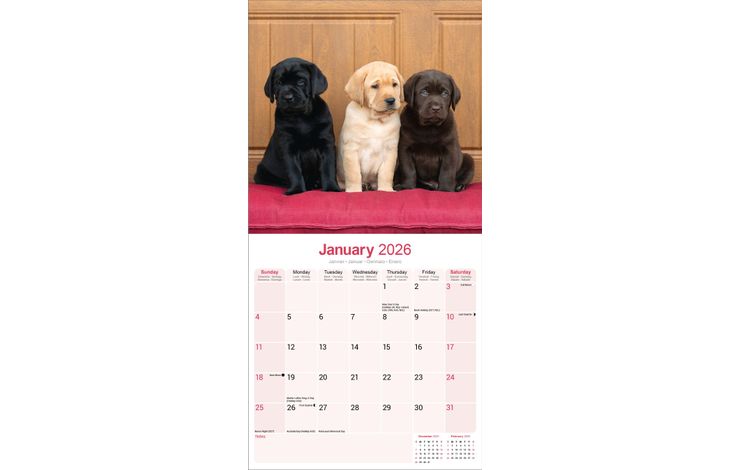 Avonside Kalender 26 Lab Retrievers as