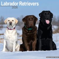 Avonside Kalender 26 Lab Retrievers as