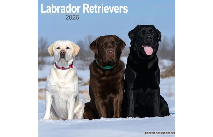 Avonside Kalender 26 Lab Retrievers as