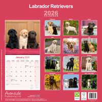 Avonside Kalender 26 Lab Retrievers as