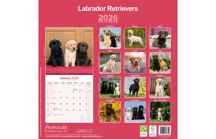 Avonside Kalender 26 Lab Retrievers as