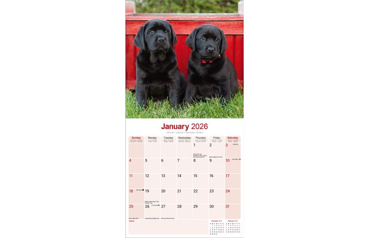 Avonside Kalender 26 Lab Retrievers Black as