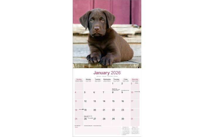 Avonside Kalender 26 Lab Retrievers Choc as