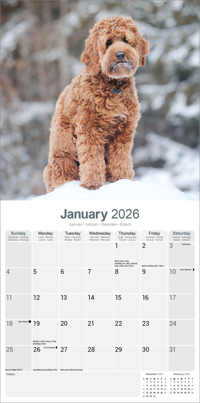 Avonside Kalender 26 Labradoodles as