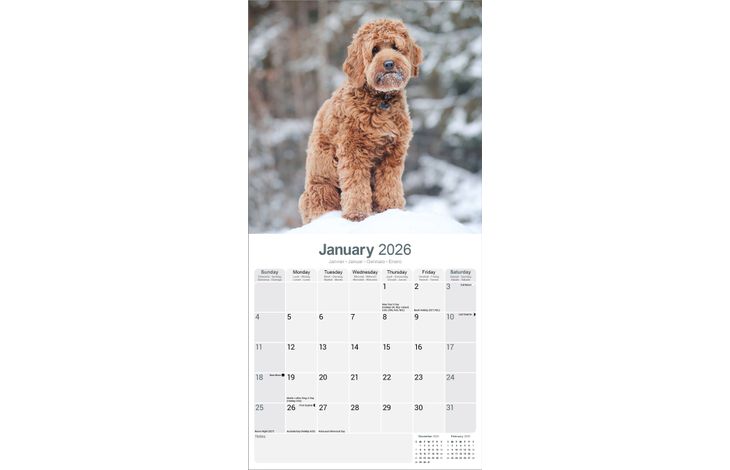 Avonside Kalender 26 Labradoodles as