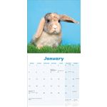 Kalender 26 Lop Eared Rabbits as