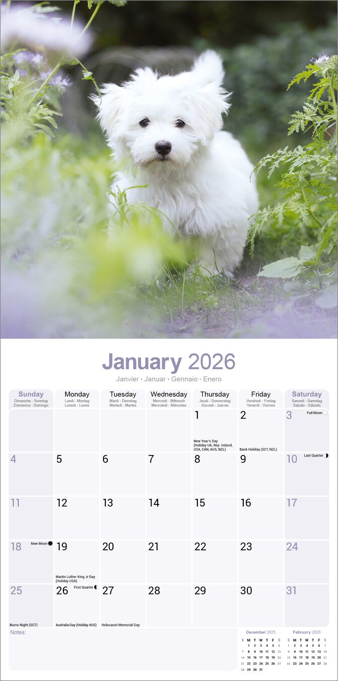 Avonside Kalender 26 Maltese as