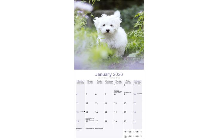 Avonside Kalender 26 Maltese as