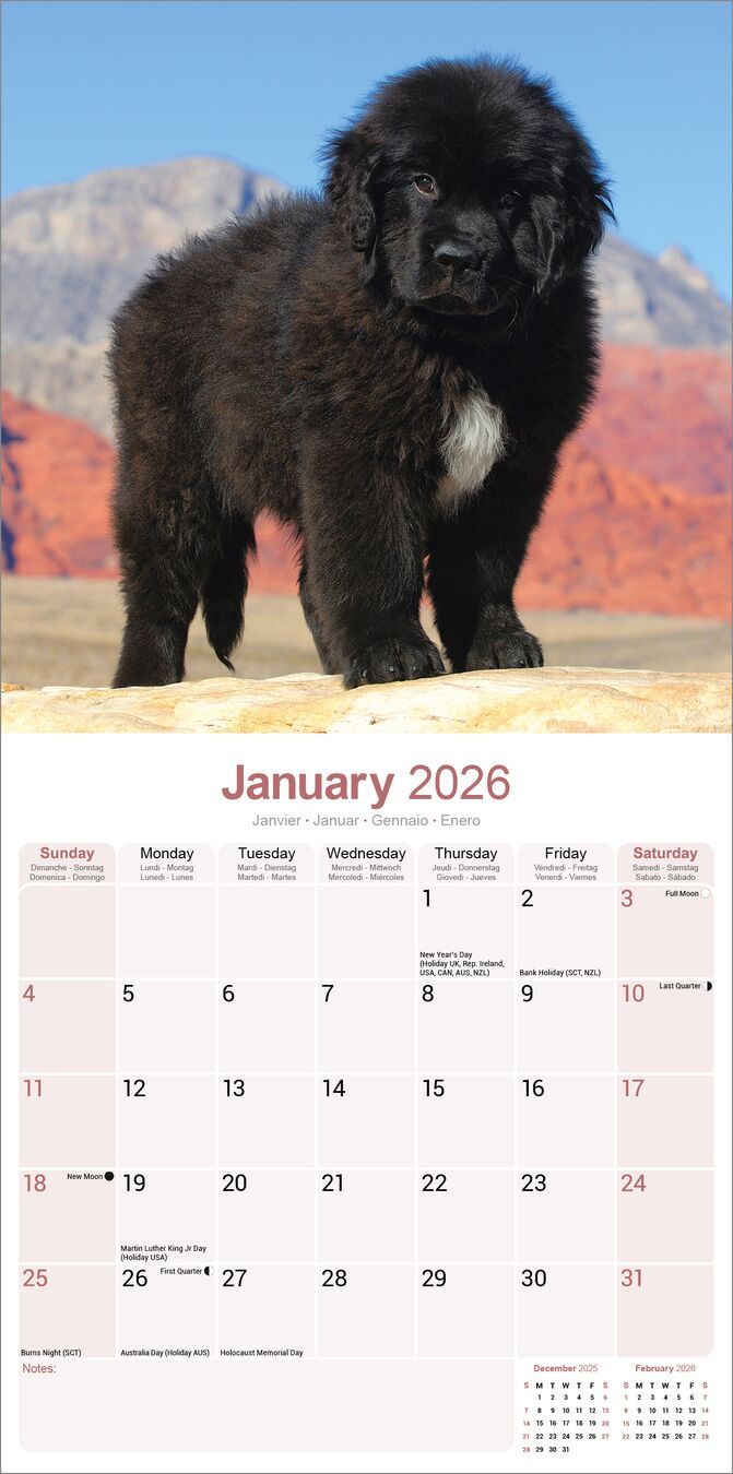 Avonside Kalender 26 Newfoundlands as