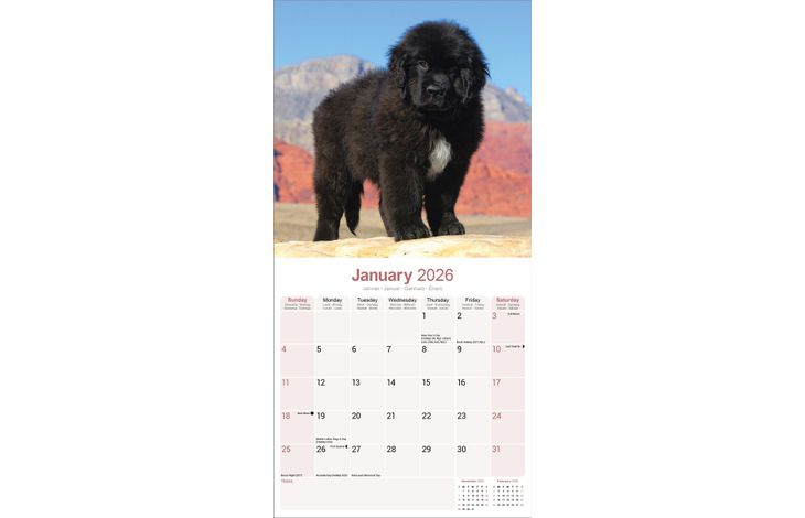 Avonside Kalender 26 Newfoundlands as