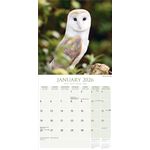 Kalender 26 Owls as