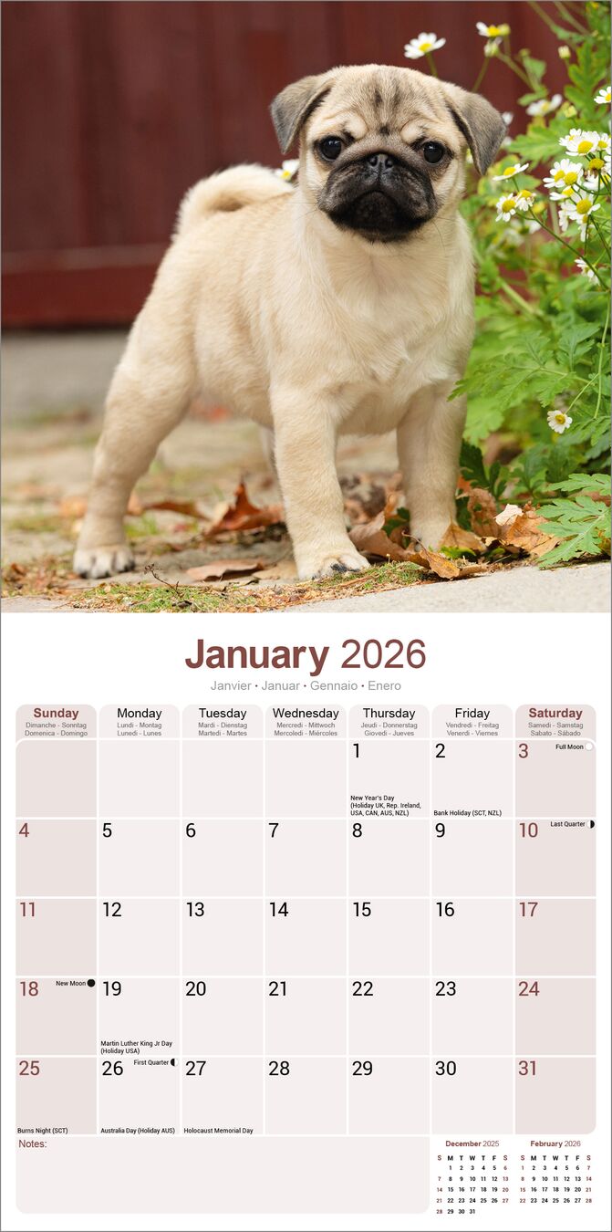 Avonside Kalender 26 Pugs as