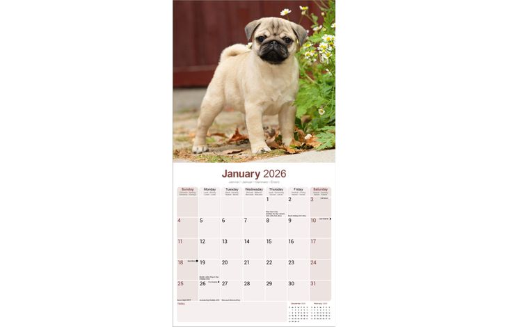 Avonside Kalender 26 Pugs as