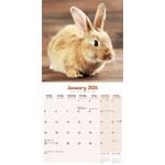 Kalender 26 Rabbits as