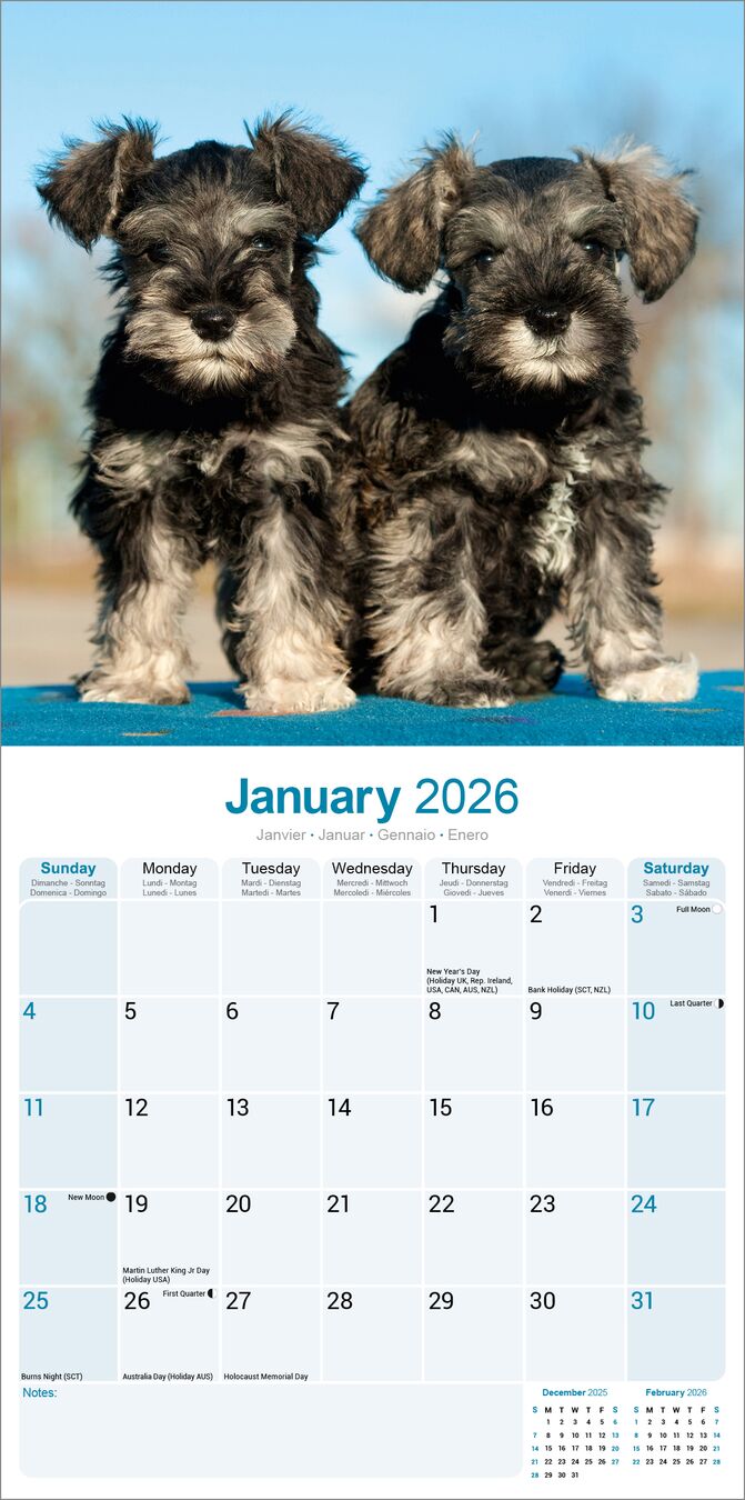 Avonside Kalender 26 Schnauzers Int as