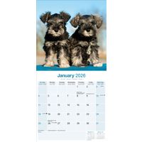 Avonside Kalender 26 Schnauzers Int as
