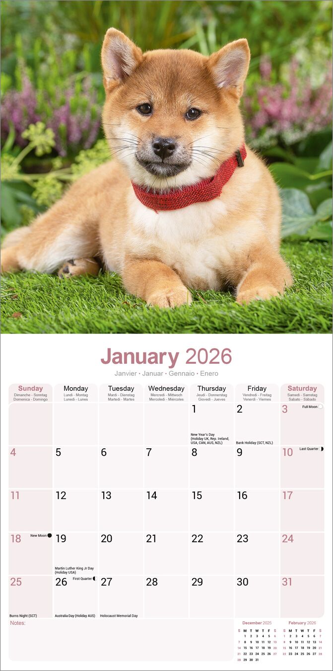 Avonside Kalender 26 Shiba Inu as