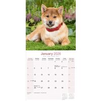 Avonside Kalender 26 Shiba Inu as