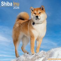 Avonside Kalender 26 Shiba Inu as