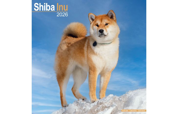 Avonside Kalender 26 Shiba Inu as