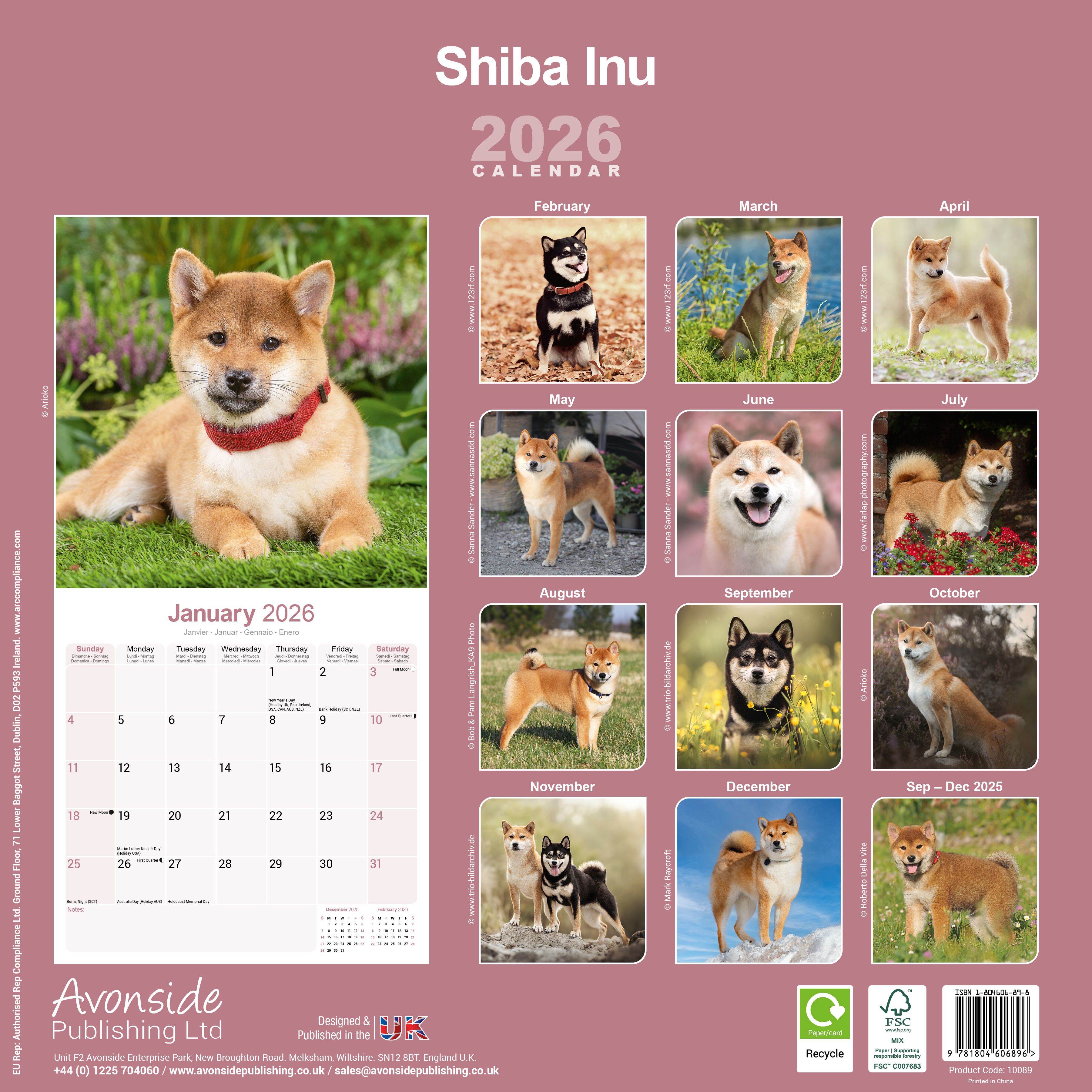 Avonside Kalender 26 Shiba Inu as