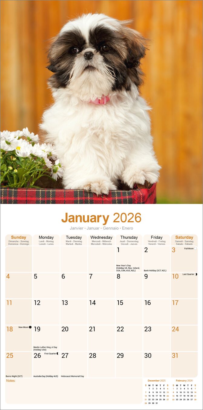 Avonside Kalender 26 Shih Tzu as