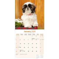 Avonside Kalender 26 Shih Tzu as