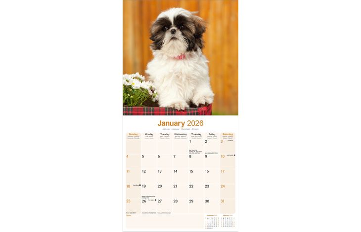 Avonside Kalender 26 Shih Tzu as