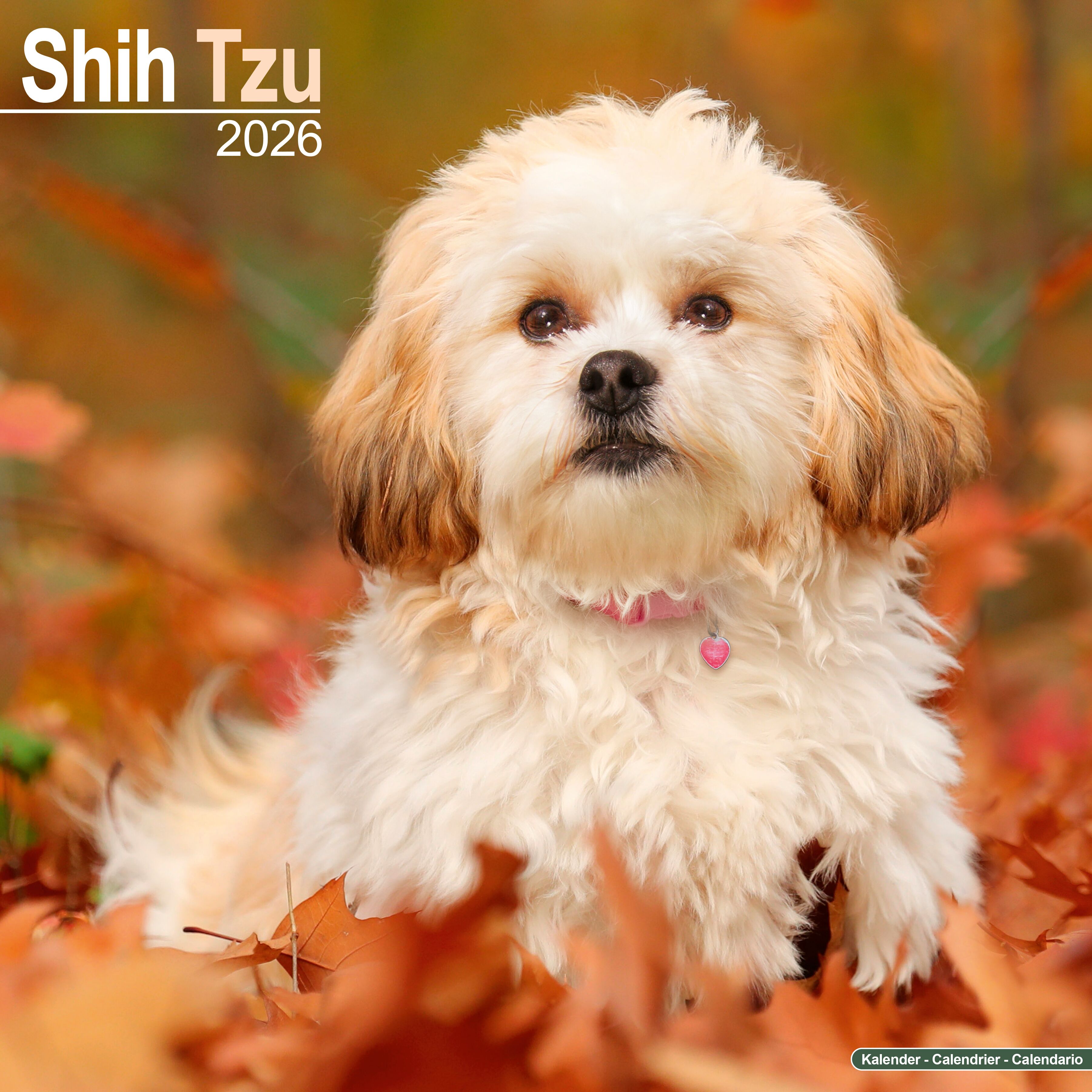 Avonside Kalender 26 Shih Tzu as