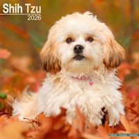 Avonside Kalender 26 Shih Tzu as