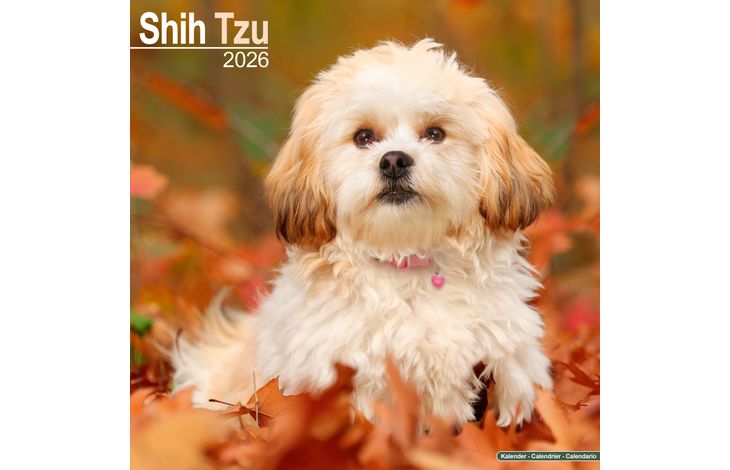 Avonside Kalender 26 Shih Tzu as