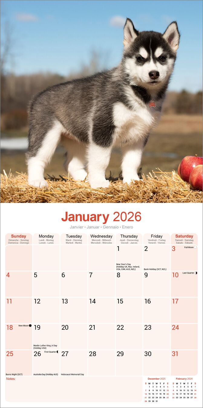 Avonside Kalender 26 Siberian Huskies as