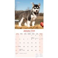 Avonside Kalender 26 Siberian Huskies as