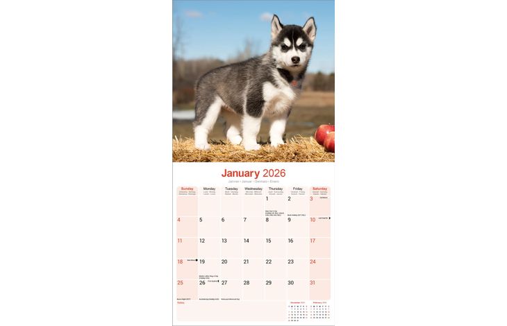 Avonside Kalender 26 Siberian Huskies as