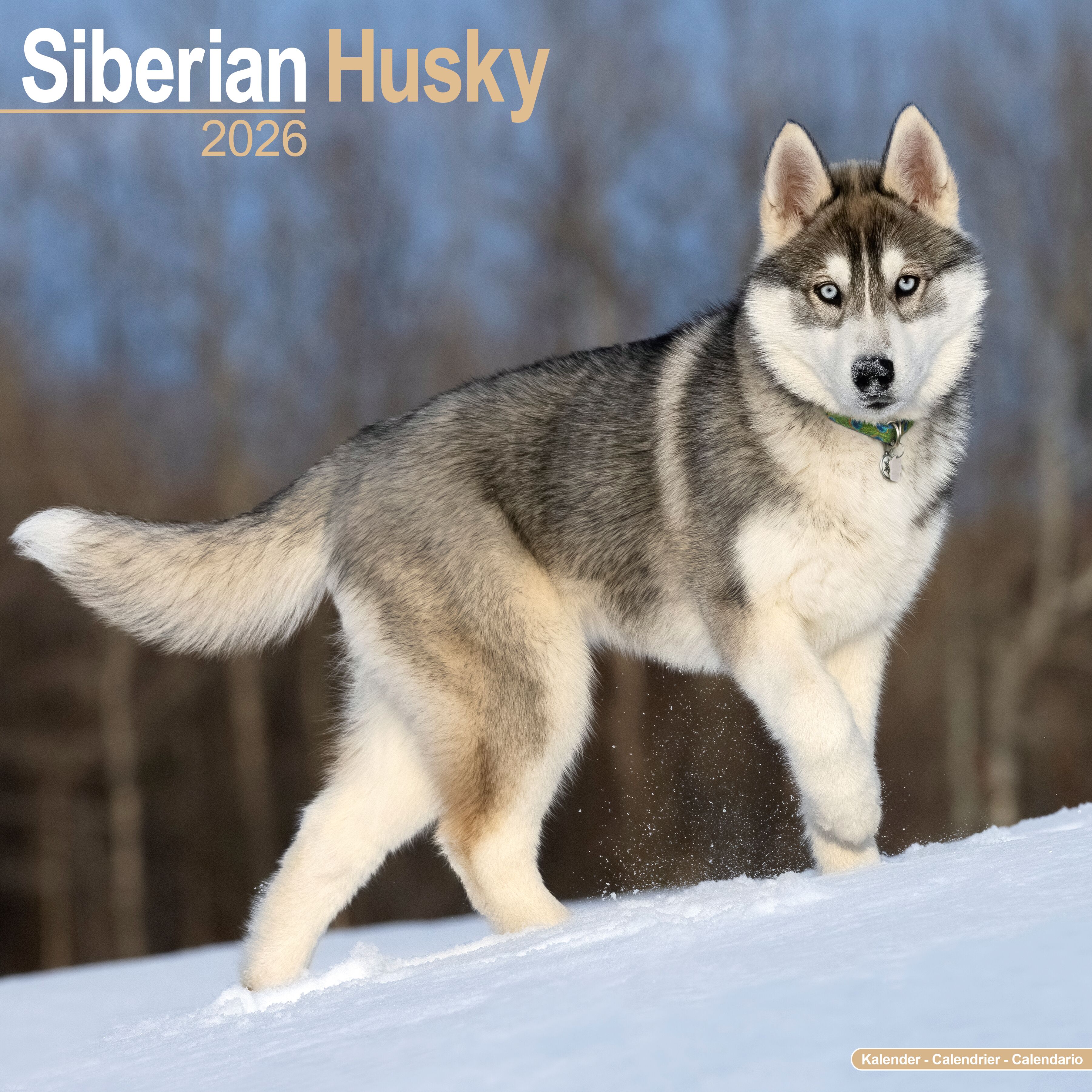 Avonside Kalender 26 Siberian Huskies as