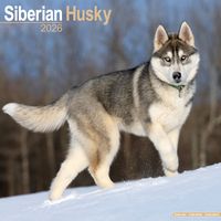Avonside Kalender 26 Siberian Huskies as