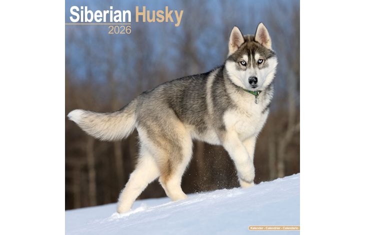 Avonside Kalender 26 Siberian Huskies as