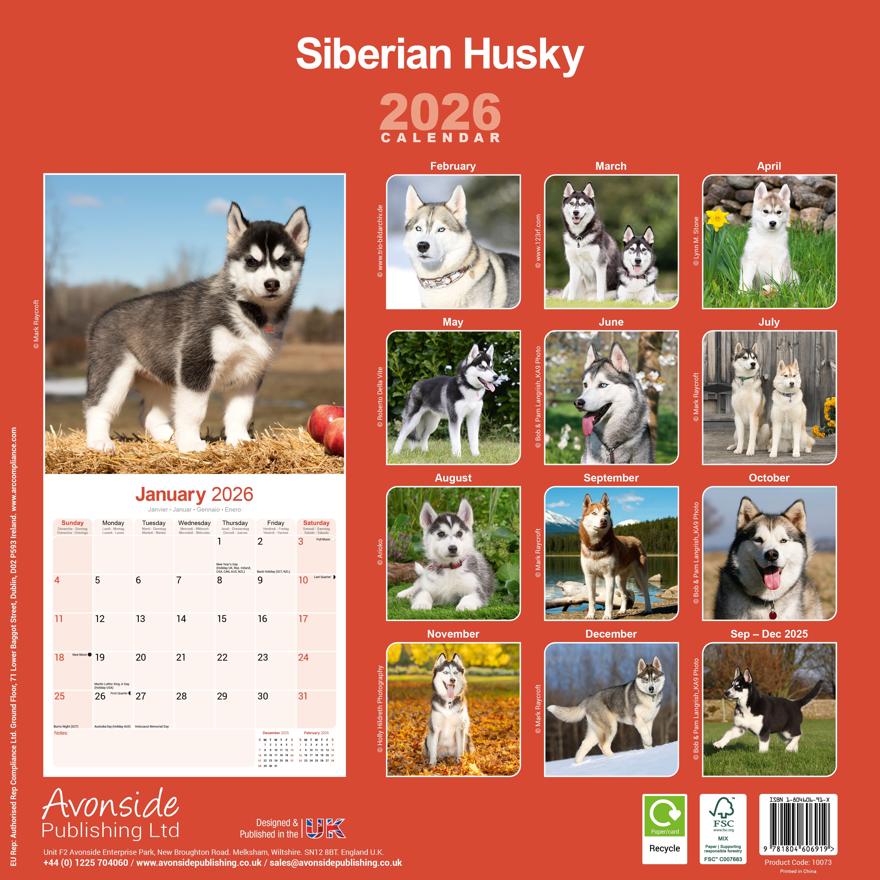 Avonside Kalender 26 Siberian Huskies as