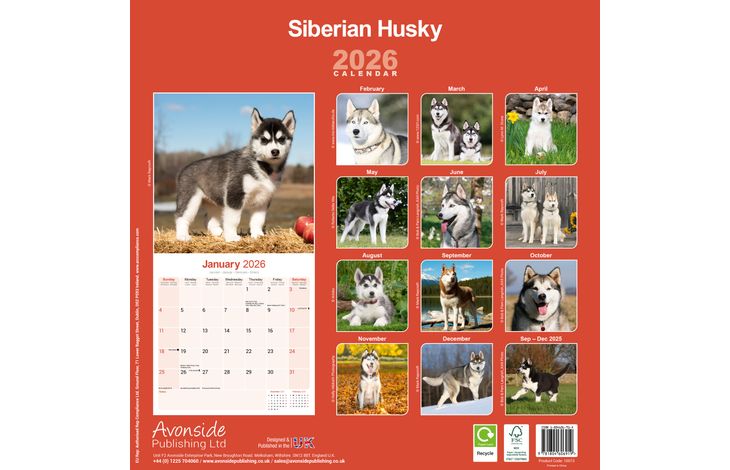 Avonside Kalender 26 Siberian Huskies as
