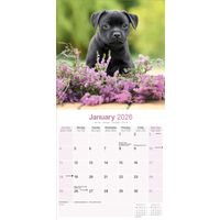 Avonside Kalender 26 Staff Bull Terriers as