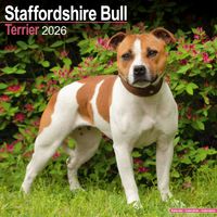 Avonside Kalender 26 Staff Bull Terriers as