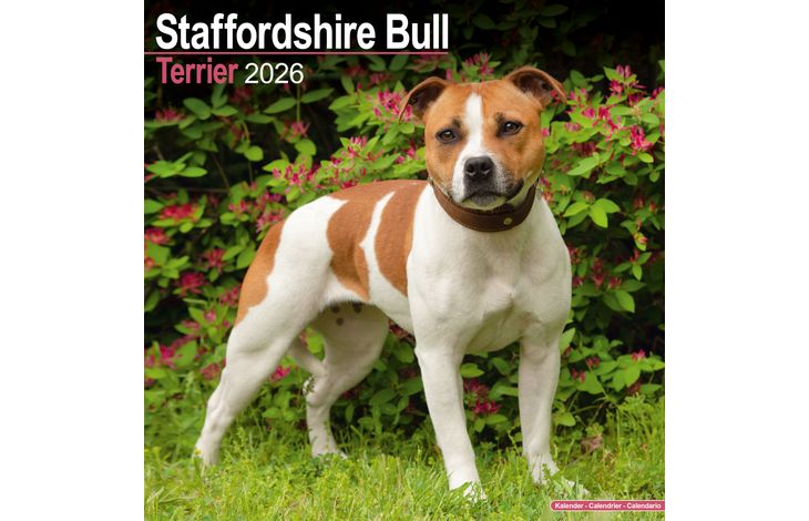 Avonside Kalender 26 Staff Bull Terriers as