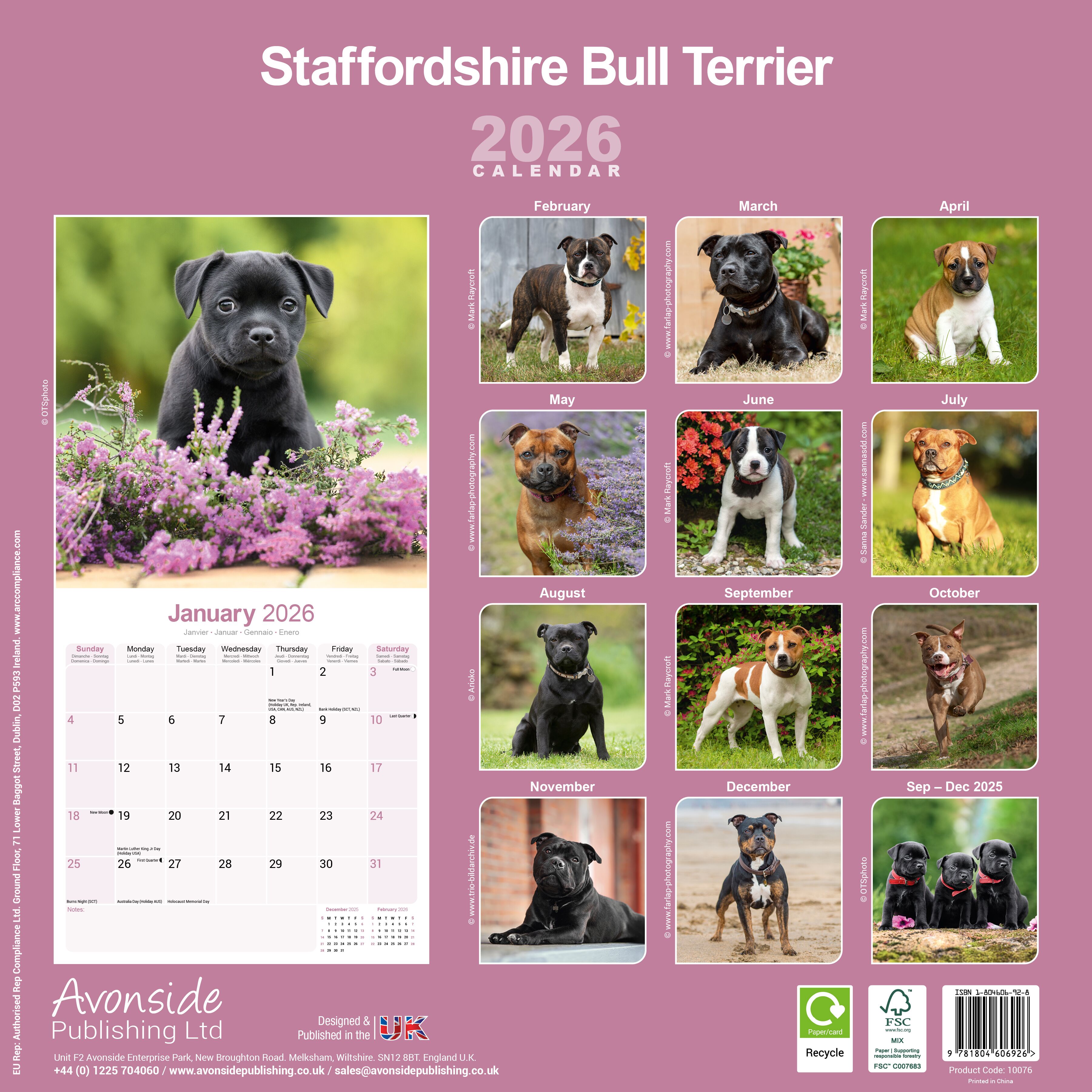 Avonside Kalender 26 Staff Bull Terriers as