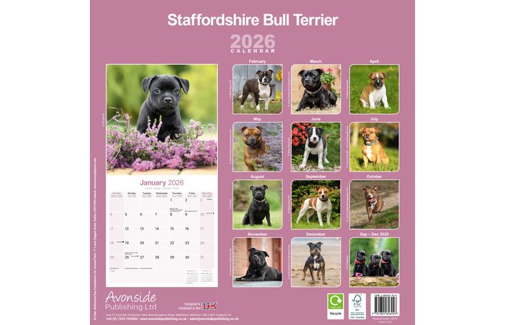 Avonside Kalender 26 Staff Bull Terriers as