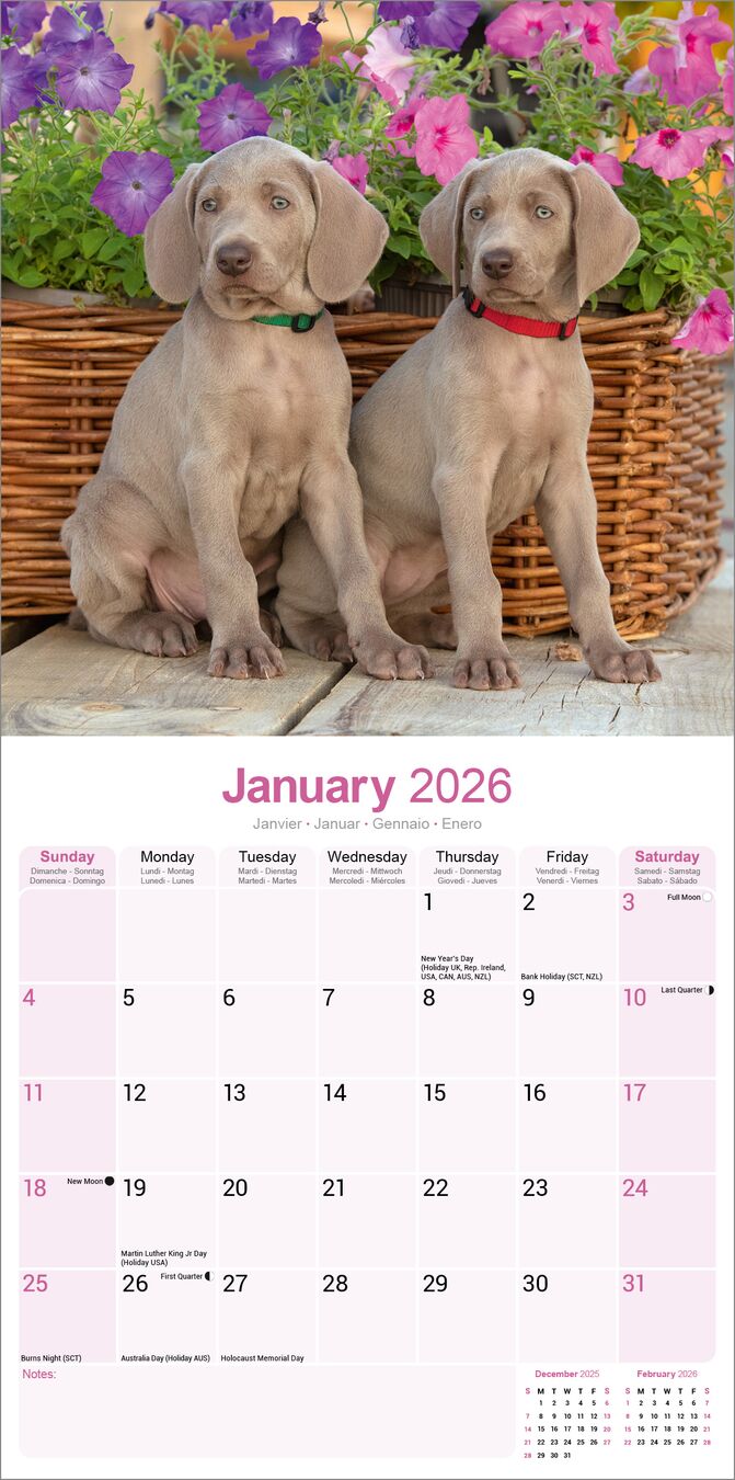 Avonside Kalender 26 Weimaraners as