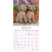 Avonside Kalender 26 Weimaraners as