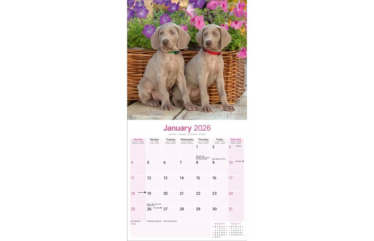 Avonside Kalender 26 Weimaraners as