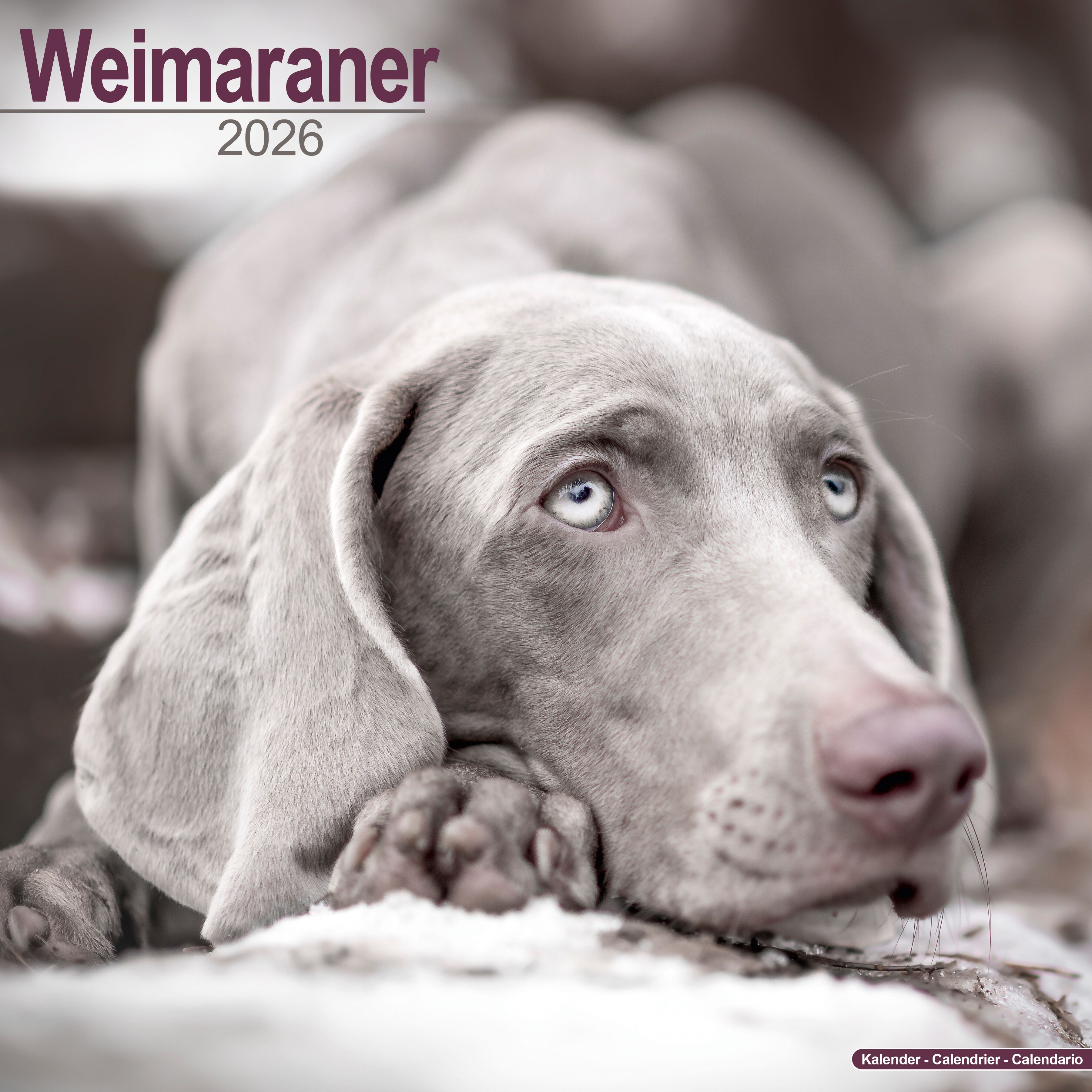 Avonside Kalender 26 Weimaraners as