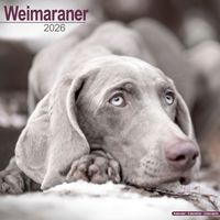 Avonside Kalender 26 Weimaraners as