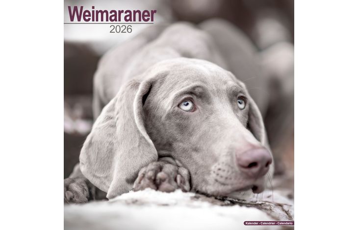 Avonside Kalender 26 Weimaraners as